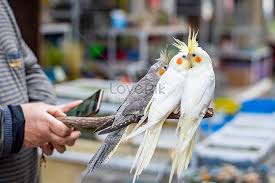 Burung kakak tua, hinggap di jendela, nenek sudah tua, giginya tinggal dua, letcum letcum letcum oh la la, letcum letcum letcum oh la la, letcum letcum letcum oh la la, burung kakak tua. Orang Yang Meluncur Burung Kakak Tua Gambar Unduh Gratis Imej 501257918 Format Jpg My Lovepik Com