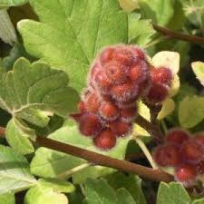 Image result for Searsia acuminatissima