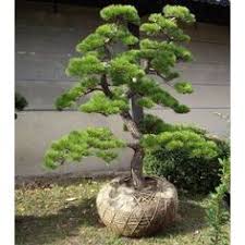 Pinus Mugo Mughus Acheter Vos Arbres Chez Le Specialiste Du Jardin Zen Francais Arbre Japonais Arbre De Jardin Jardin Asiatique