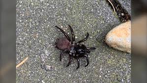 Recognize a bite from a black widow spider. Huge And Very Creepy Vancouver Island Woman Stumbles Upon Rarely Seen Spider Ctv News