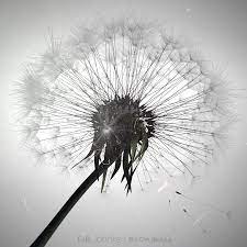 Blowball Deviantart Art Dandelion
