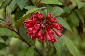 Image result for Cestrum