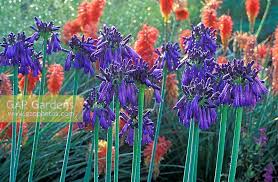 Image result for Agapanthus inapertus