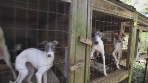 Our puppies are free to romp and play on our acres of land, reaping the benefits of fresh air and nature. 12 Ohio Puppy Mills On Humane Society S List Of The Horrible Hundred Wsyx
