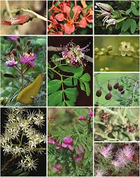 Image result for Decorsea schlechteri