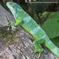 Image result for Blainvillea gayana