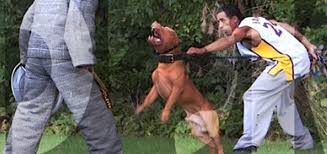Bit.ly/2cecjy0 from kong to kobe, and general to the world famous hulk, the pitbulls of dog. 20 000 Stud Fees Charged For Hulk The World S Largest Pitbull
