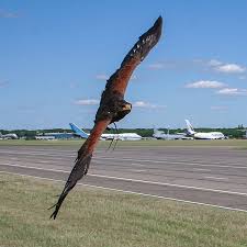 Professional bird of prey pest control using hawks and falcons. Falconry And Bird Control Border Control