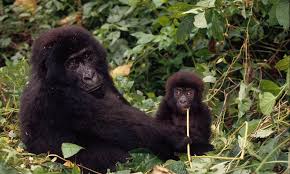 50 per cent of the congo basin forest has now been allocated for logging. Congo Rainforest And Basin Places Wwf