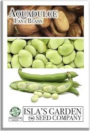 Image result for Vicia faba