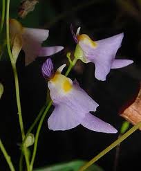 Image result for Utricularia appendiculata
