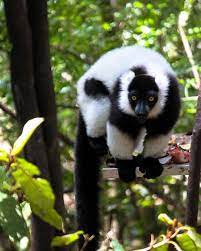 What You Looking At Did You Know Female Black And White Ruffed Lemurs Are The Only Primate To Not Only Have Six Teats Co Primates Instagram Posts Lemur