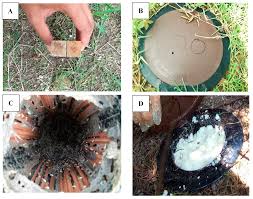 Massey does not provide online quotes most pest control companies provide service on a quarterly basis. Insects Free Full Text Efficacy Of Minimum Application Of Chlorfluazuron Baiting To Control Urban Subterranean Termite Populations Of Coptotermes Gestroi Wasmann Blattodea Rhinotermitidae Html