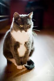 Home Alone 310 365 Cats And Kittens Crazy Cats Cute Cats
