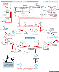 Cand urina este mai alcalina, riscul ca acidul uric sa precipite si sa duca la urolitiaza este mai mic. The Krebs Uric Acid Cycle A Forgotten Krebs Cycle Trends In Biochemical Sciences