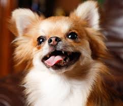 Chihuahua Hunde