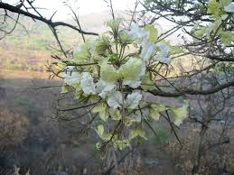 Image result for Canscora kirkii