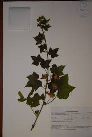 Image result for Hibiscus sidiformis