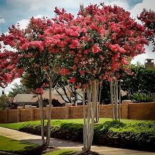 White blooming tree in spring garden. Flowering Trees Best Flowering Trees To Buy The Tree Center