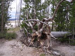 Image result for uprooted trees
