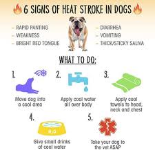 6 Signs Of Heat Stroke In Dogs Heat Stroke In Dogs Dog In Heat Heat Stroke