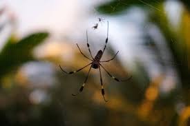 Spiders living in your home can lay many eggs very quickly. Spiders Can Teach Us About Mobility Nature Comes Standard Llc