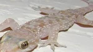 Gecko) ويعرف باسم الوزغ ومفردها وزغة أبو بريص أو البرص أو ضاطور أو بعرصي، فصيلة من الحيوانات الزاحفة الصغيرة من رتبة الحرشفيات. ØªÙØ³ÙŠØ± Ø­Ù„Ù… Ø§Ù„Ø¨Ø±Øµ ÙÙŠ Ø§Ù„Ù…Ù†Ø§Ù… ÙˆØ¹Ù„Ø§Ù‚ØªÙ‡ Ø¨Ø§Ù„ØªØ®Ù„Øµ Ù…Ù† Ø§Ù„Ù‡Ù…ÙˆÙ… ÙˆØ§Ù„Ù‚Ø¶Ø§Ø¡ Ø¹Ù„ÙŠ Ø§Ù„Ø£Ø¹Ø¯Ø§Ø¡