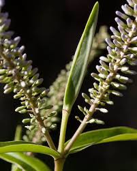 Image result for Eriosema verdickii