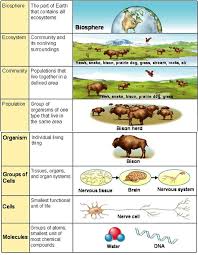 Image result for organisms and their environment