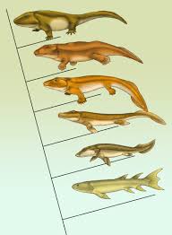 Los animales evolucionan
