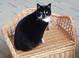 regenbogen busi strubeli tierheim strubeli