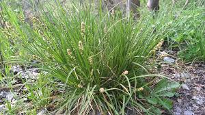 Image result for Carex lycurus