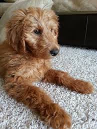 It is a mixed dog breed that is a cross between a miniature poodle and a golden retriever. F1b Dazzling Doodles