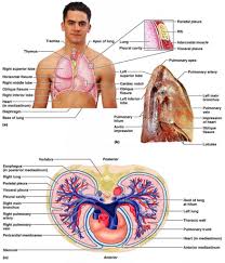 Anatomy of the chest cavity. Human Lung Thoracic Cavity Respiratory System Anatomy