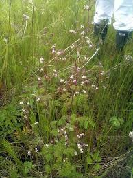 Then they performed similar analyses for four species of thalictrum, commonly called meadow rue, and isopyrum, or false rue anemone, and a few other members of the buttercup family, of which the columbine is a member. Few Flowered Meadow Rue