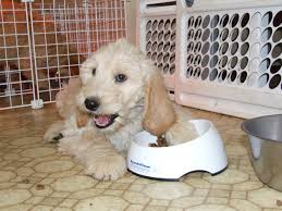 They also love to be part of the. Housebreaking A Puppy A Time Proven Potty Training Routine Mini Aussiedoodles And Australian Labradoodle Puppies Best Aussiedoodle Breeders In Washington State Portland Oregon