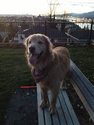 We did not find results for: Need Advice On Purchasing A Golden Retriever Vancouver
