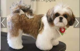 See more ideas about yorkie, yorkie hairstyles, yorkie haircuts. 28 Teddy Bear Shihchon Haircuts Ideas Cute Dogs Teddy Bear Dog Puppies