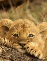 Résultat de recherche d'images pour "image de bebe lion"