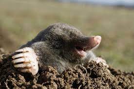 Piéger la taupe en compagnie de christophe junca, donne une idée du challenge à relever. Taupe Animal Tout Savoir Sur Les Taupes Jardin Sans Taupe