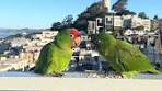 Wild Parrots of San Francisco: A Charming Encounter