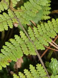 Image result for Hypolepis sparsisora