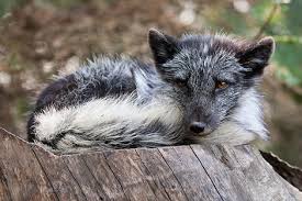 Maybe you would like to learn more about one of these? Four Servings Of Arctic Fox Cub Zooborns