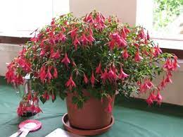 Pruning And Caring For Miniature Fuchsias Tom Thumb Fuchsia Fuchsia Flower Hanging Garden