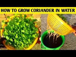 Gardening4u can attend to your garden on a regular basis or for once off makeovers. How To Grow Coriander In Water Only Gardening 4u Youtube