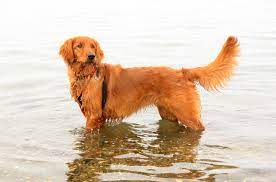 Jun 15, 2021 · golden retriever pups. Golden Irish Dog Breed Health Temperament Training Feeding And Puppies Petguide