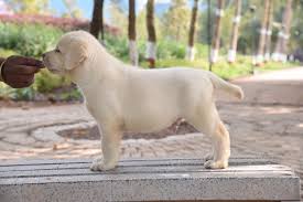 Click below to fill up the form. Dog Labrador Dog Price In Mumbai