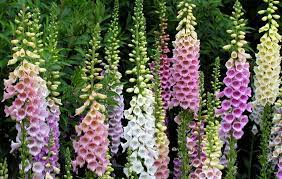 Maybe you would like to learn more about one of these? Flower Meanings Foxglove Meaning On Whats Your Sign