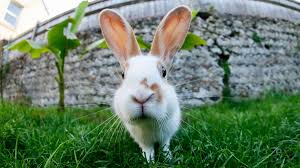 If they're separated and one rabbit comes back with a different smell or change in health, they may reject each other and begin fighting. Six Things You Didn T Know About Rabbits Bbc Bitesize