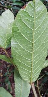 Image result for Antiaris